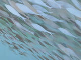 Fish n*189