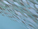 Fish n*189
