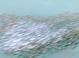 Fish n*188